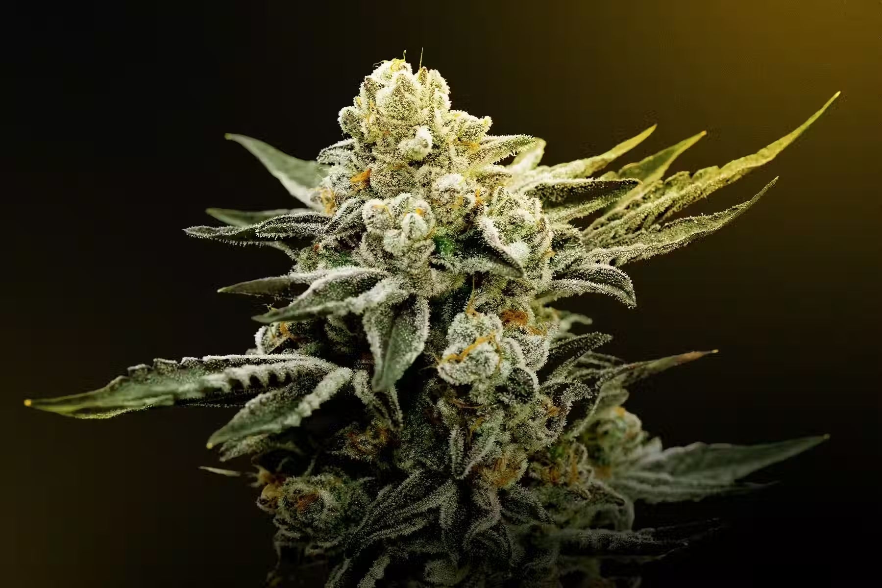 What Is THCA Flower? The Basics & Benefits  Smoke & Vape Shops
