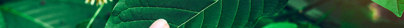 A Guide to Combining Kratom with Other Natural Supplements