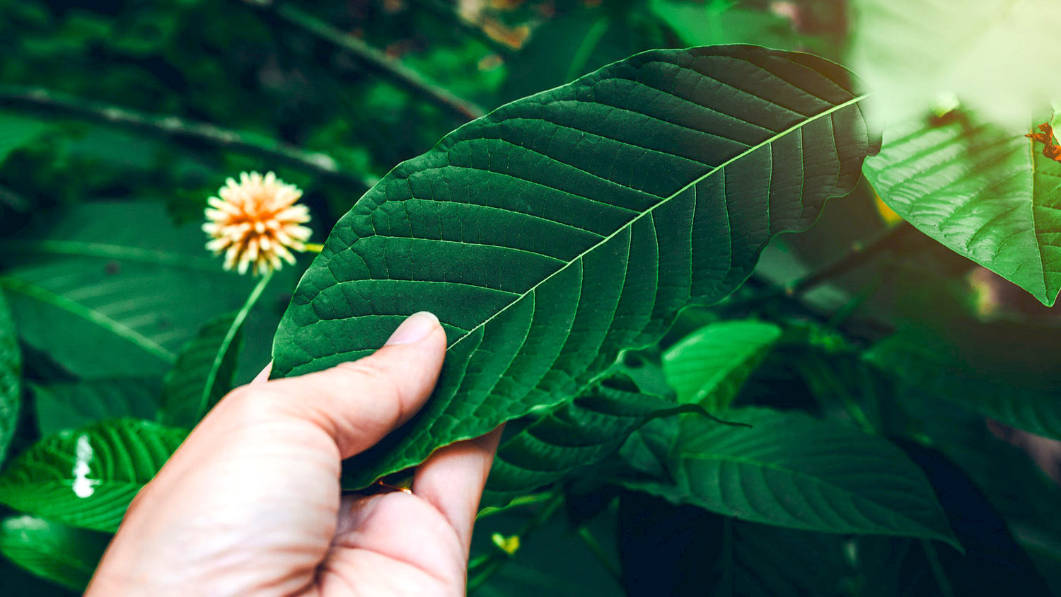 A Guide to Combining Kratom with Other Natural Supplements