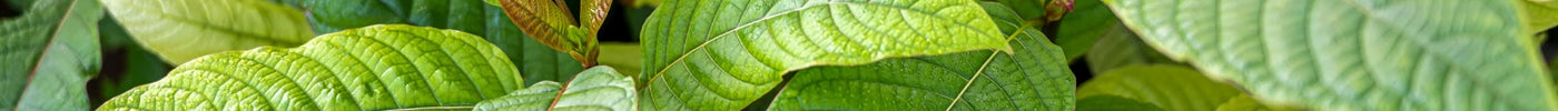 Kratom and Its Potential Role in Mental Clarity and Focus