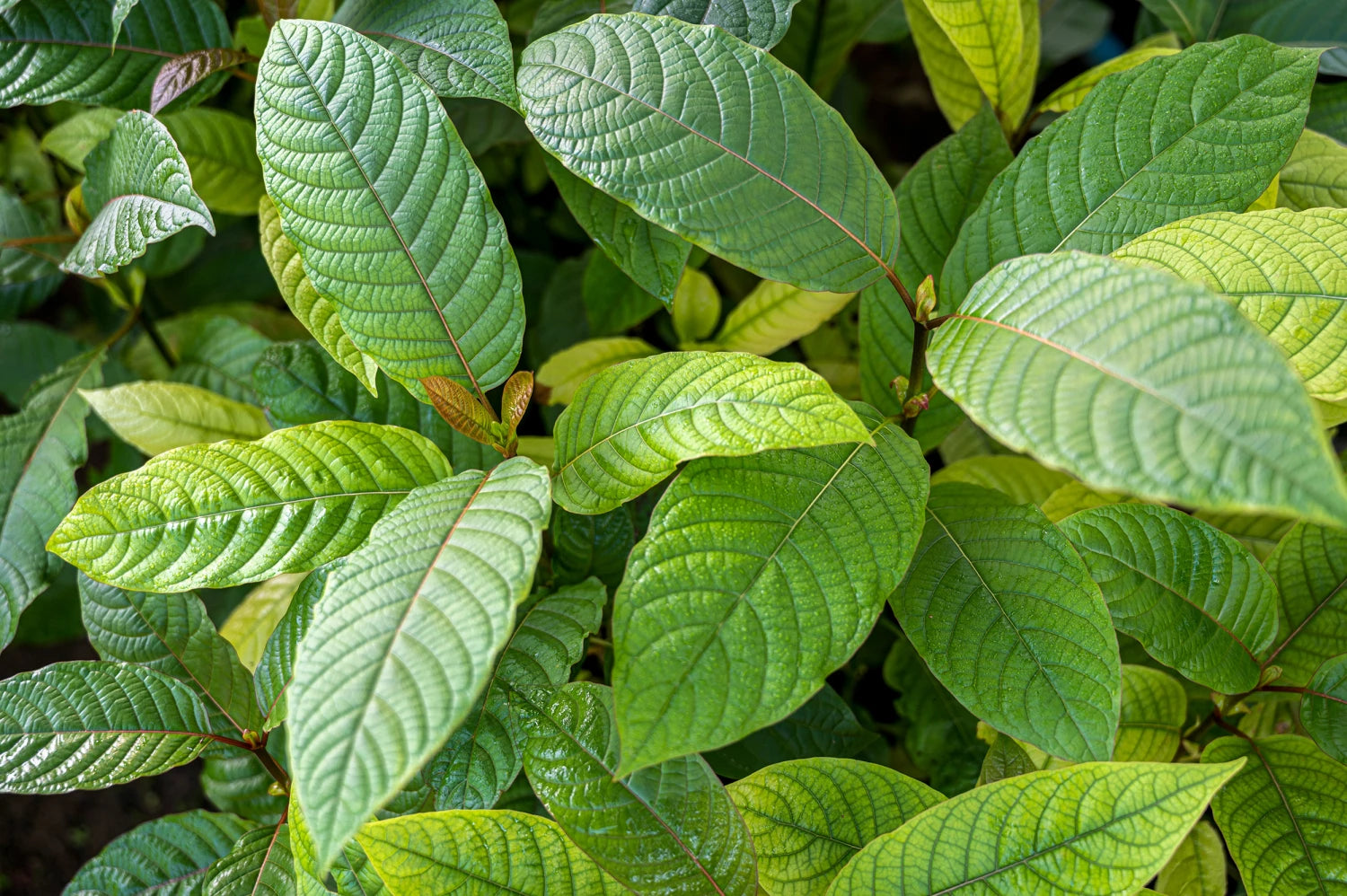 Kratom and Its Potential Role in Mental Clarity and Focus