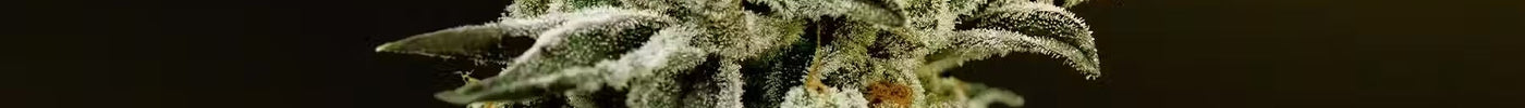 What Is THCA Flower? The Basics & Benefits