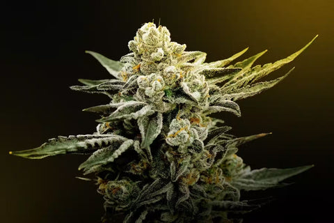 What Is THCA Flower? The Basics & Benefits