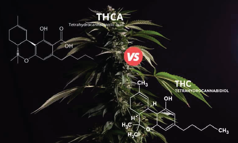 THCA vs. THC – What’s the Difference & Why It Matters
