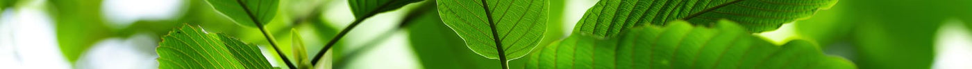 Natural Supplements for Stress Relief: Beyond Kratom
