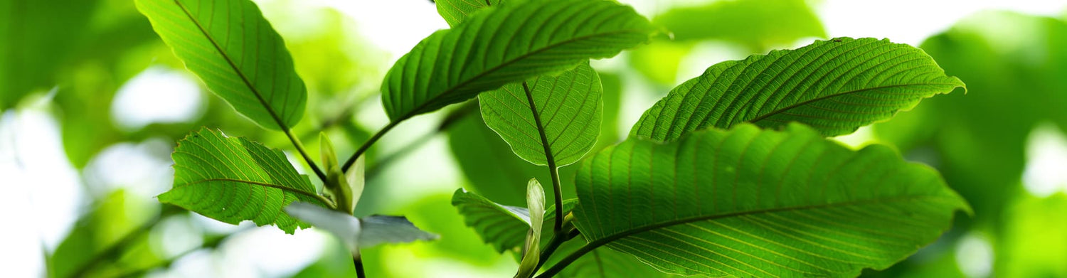 Natural Supplements for Stress Relief: Beyond Kratom