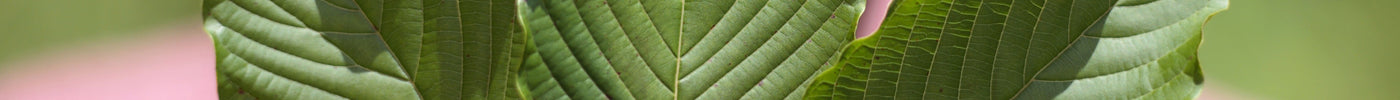 10 Creative Ways to Incorporate Kratom into Your Daily Routine